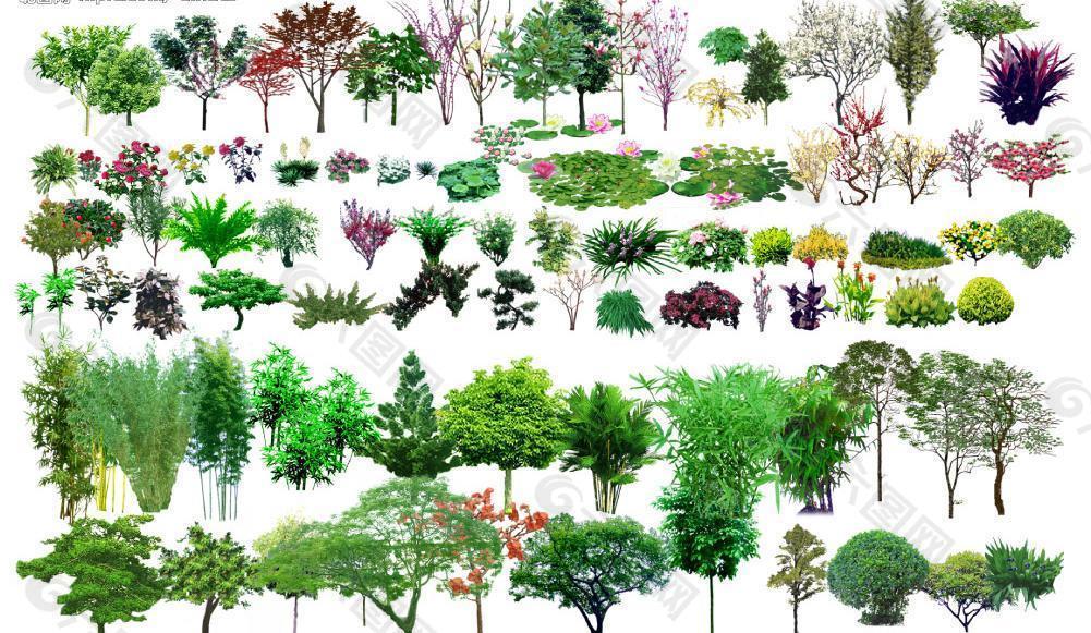 园林绿化设计景观树木(树)图片