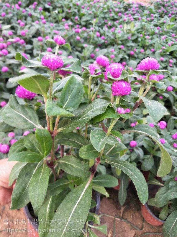 十月份开的花有哪些?节日花卉常见品种有哪些?花坛花镜花带常用花基地供应