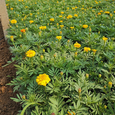 【青州花卉孔雀草苗批发报价 孔雀草苗苗圃出售】
