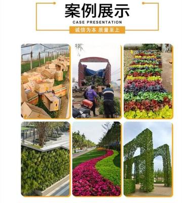 桃花心木 景区公园道路观赏性花卉 市政园林绿化工程造景苗木