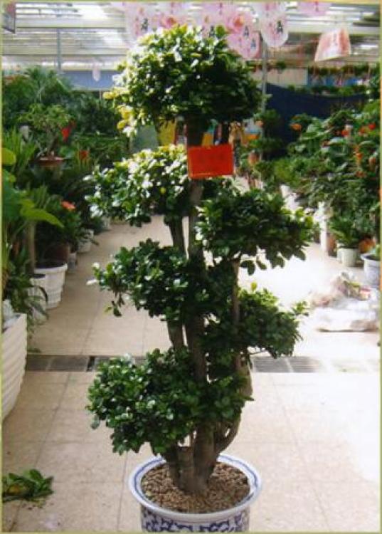 【罗湖区绿植盆景租赁报价】- 