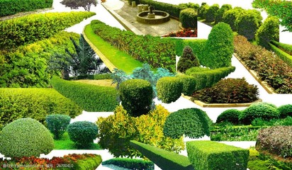 园林护栏植物盆景
