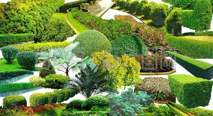 园林植物图片