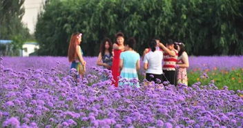 花香四溢,这才是酒泉最美花海