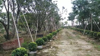 不断追求完美,上海大景的实力派风采