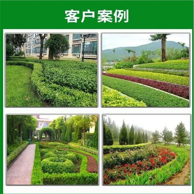 原产基地直供 金叶垂榆 垂枝榆树苗 抗寒性强 园林造景绿化树