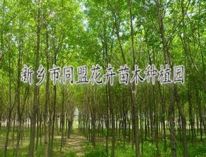 园林设计公司 同盟花卉绿化苗木价格 园林设计公司 同盟花卉绿化苗木型号规格