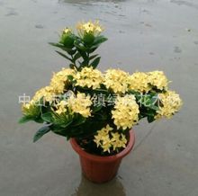 绿篱 龙船花