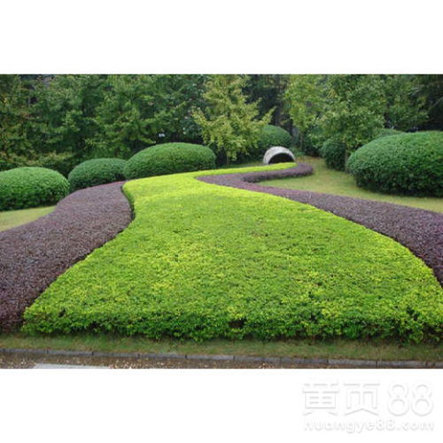 【蜀山园林绿化设计】- 