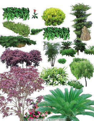 常用园林植物图片