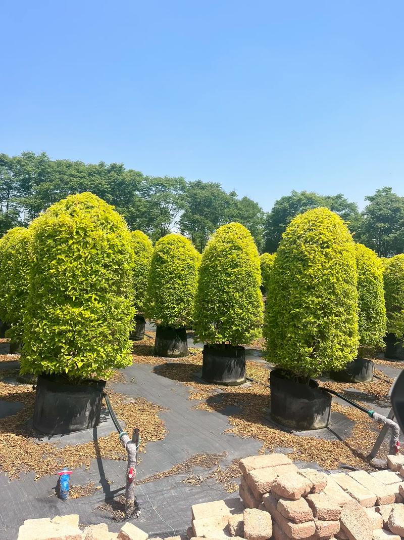 金冠塔型#园林绿化工程 #花境设计 #庭院设计 #花境 #建