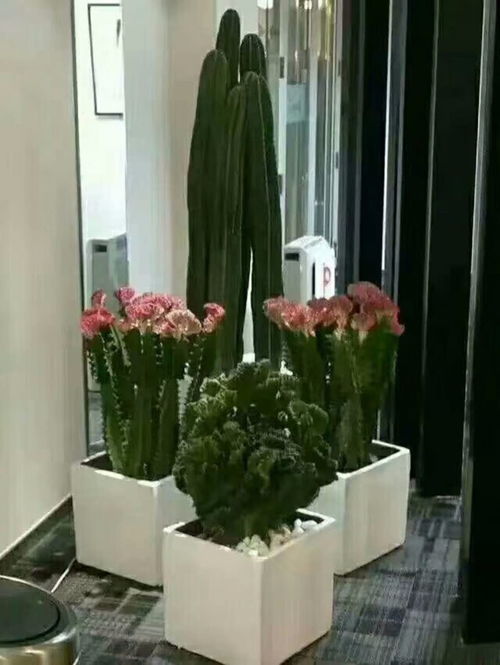 图 北京绿植租摆 园林绿化工程 鲜花配送 花坛设计 北京租赁