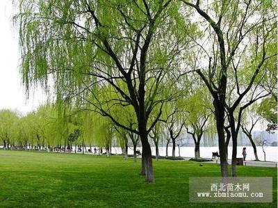 哪里垂柳量大价格还便宜