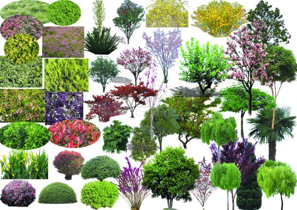 园林设计植物素材_园林_土木在线