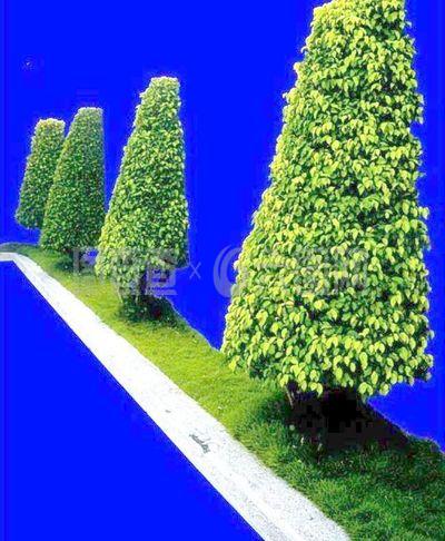灌木171_效果图植物配景素材