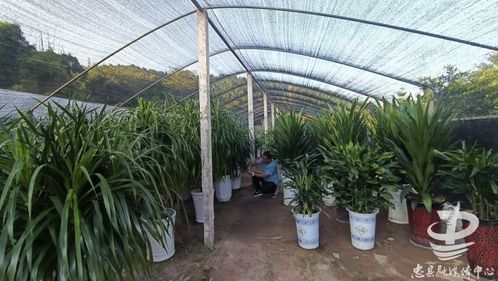 为美丽忠县建设赋能 这家本土企业园林绿化产品畅销市场