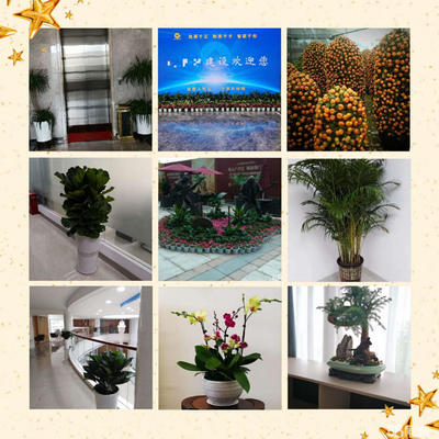 绿植花卉租售|绿植租摆|工厂庭院绿化|园林园艺|养护设计|绿萝出售