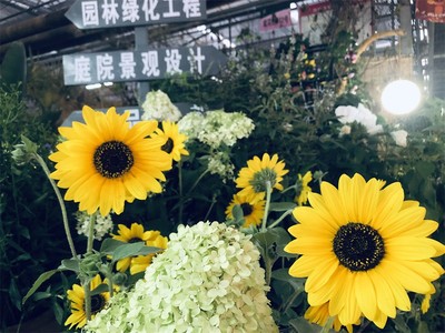 向日葵