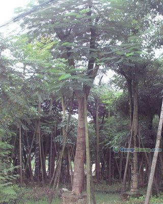 广东万顷园林绿化工程：打造生态宜居的绿色空间